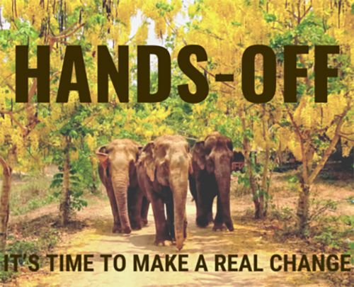 Hands Off the Elephants - Support Somboon Legacy Foundation